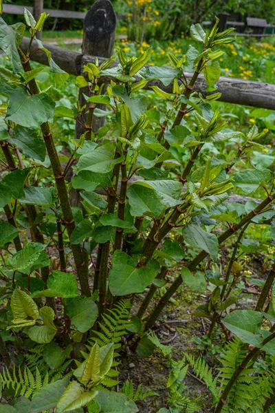 Молоді Стебла Buckwheat Або Sakhalin Knotweed Polygonum Sachalinense Навесні Рано — стокове фото