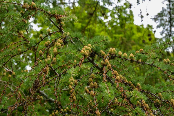 Larix Decidua Foliage Cones Beautiful Branch Modrina Siberian European Young — стокове фото