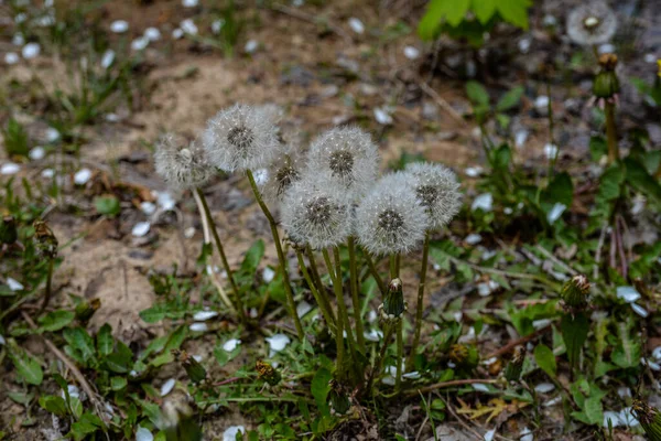 Geschlossene Knospe Eines Löwenzahns Löwenzahn Weiße Blüten Grünen Gras Hochwertiges — Stockfoto