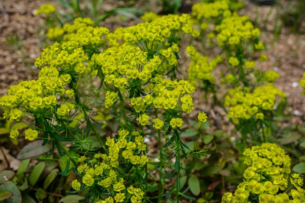 Bulanık arkaplanlı selvi (Euphorbia cyparissias). Selvi çiçekleri (Euphorbia cyparissias) ayrıntıları .