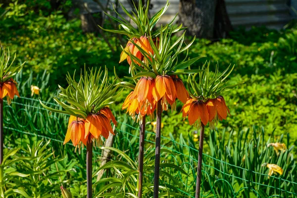 İlkbahar bahçesinde kraliyet orman tavuğu parlak turuncu çiçekler. Fritillaria emperyalistya ya da imparatorluk, imparatorluk fırkateyni, Kayzer'in tacı. Yakın çekim, seçici odak