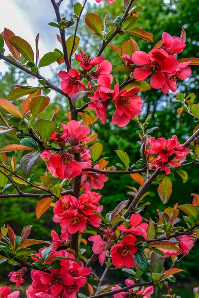 Bahar parkında çiçek açan buğday çiçekleri. Çiçek açan buğday çiçekleri, Japon ayva çiçekleri..