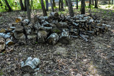 Ormanda Huş Ağacı Yığını. Kesik odun yığını ya da ormanda yakacak odun. Yerde parçalara ayrılmış odun yığını..