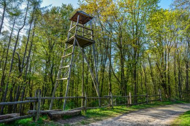 Ormandaki gözetleme kulesinin alçak açılı görüntüsü. Doğa parkında yürüyüş yapıyor..
