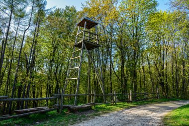 Ormandaki gözetleme kulesinin alçak açılı görüntüsü. Doğa parkında yürüyüş yapıyor..
