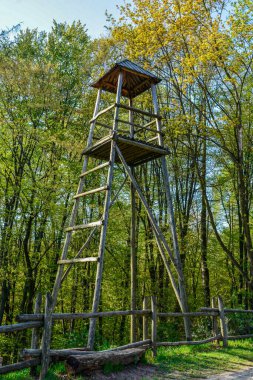 Ormandaki gözetleme kulesinin alçak açılı görüntüsü. Doğa parkında yürüyüş yapıyor..