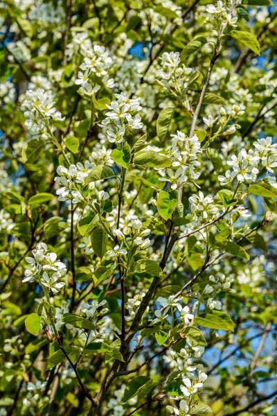 Blühende Zweige Der Irga Frühlingsgarten Shadberry Oder Amelanchier Blüht Frühling — Stockfoto