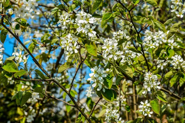 Цветущие Ветви Ирги Весеннем Саду Шадберри Amelanchier Цветы Весной Голубом — стоковое фото