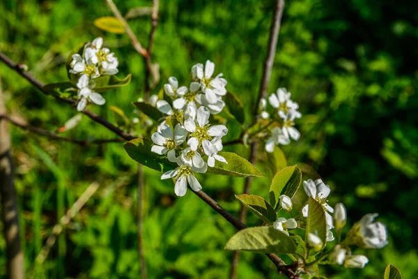 Virágzó Ágak Irga Tavaszi Kertben Shadberry Vagy Amelanchier Virágok Tavasszal — Stock Fotó
