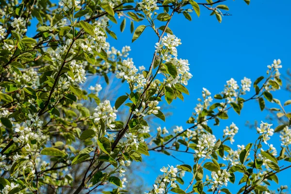 Floração Ramos Irga Jardim Primavera Shadberry Flores Amelanchier Primavera Contra — Fotografia de Stock