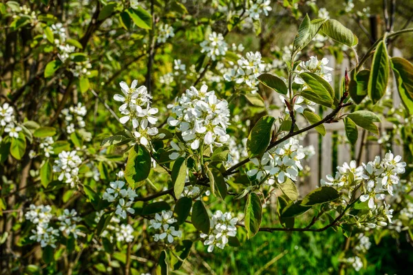 Цветущие Ветви Ирги Весеннем Саду Шадберри Amelanchier Цветы Весной Голубом — стоковое фото