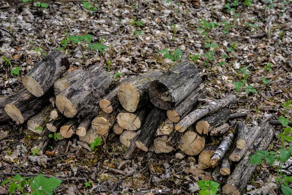 Hromada Březového Dřeva Lese Hromada Řezaných Klád Nebo Palivového Dříví — Stock fotografie