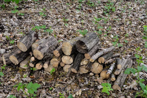 Stapel Björk Timmer Skogen Högen Avverkade Stockar Eller Ved Skog — Stockfoto