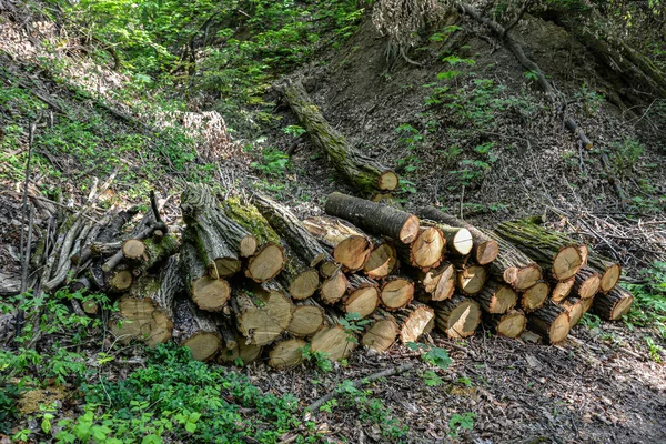 Stapel Björk Timmer Skogen Högen Avverkade Stockar Eller Ved Skog — Stockfoto