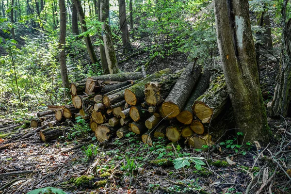 Stapel Von Birkenholz Wald Haufen Von Gefällten Baumstämmen Oder Brennholz — Stockfoto