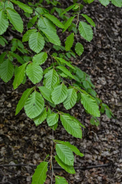 Bahar yapraklı dallar genel boynuz ışını (Carpinus betulus), seçici odaklanma. Yeşil bahar yapraklı bitki örtüsü. (Carpinus betulus) Genel boynuz demetinin taze yeşil yaprakları üzerine yaklaş).