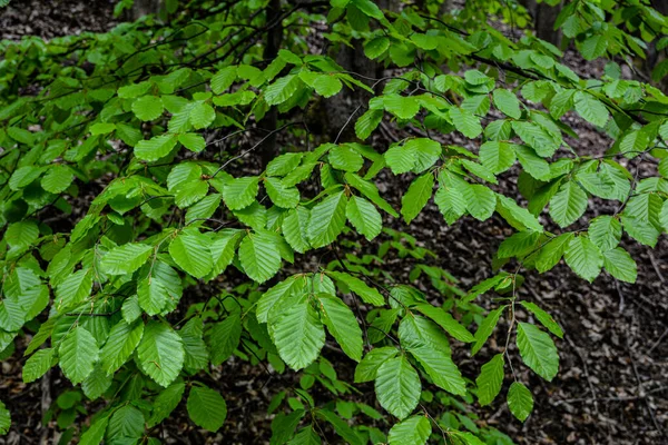 Gałęzie Sprężyną Liści Rogów Pospolitych Carpinus Betulus Ostrość Selektywna Tło — Zdjęcie stockowe