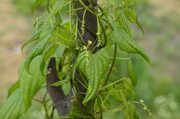 Collection Botanique Plantes Grimpantes Médicinales Dioscorea Communis Tamus Communis Bryonie — Photo