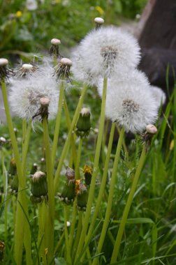 Karahindiba Bud 'ı kapadım. Yeşil çimenlikteki karahindiba beyaz çiçekleri. Yüksek kaliteli fotoğraf. Güzel yakın plan, yeşil arka planda tam odaklı karahindiba çiçeği.,