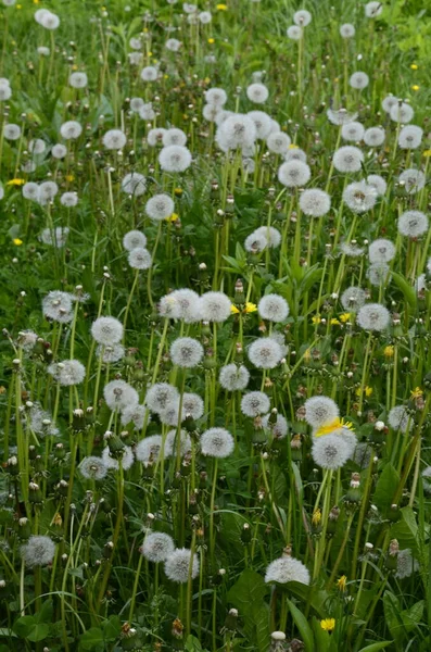 Closed Bud Dandelion Dandelion White Flowers Green Grass High Quality — Stock Photo, Image