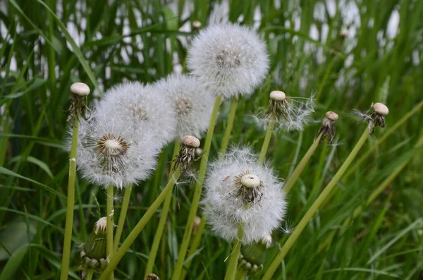 Geschlossene Knospe Eines Löwenzahns Löwenzahn Weiße Blüten Grünen Gras Hochwertiges — Stockfoto