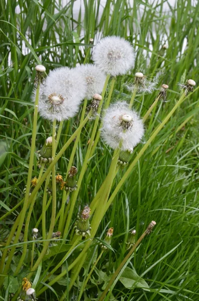 Закрытый Бад Одуванчика Одуванчик Белые Цветы Зеленой Траве Качественная Фотография — стоковое фото
