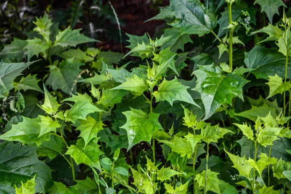 Atriplex Tatarica Species Plant Belonging Family Amaranthaceae — Stock Fotó