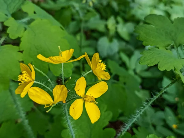 Close Celandine Plant Celandine Folk Medicine Herbal Pure Celandine Juice — Foto de Stock