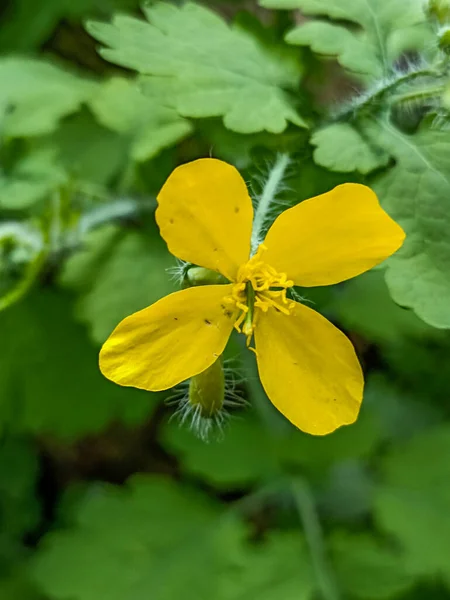 セランディン植物のクローズアップセランディン民俗医学ハーブ純粋なセランディンジュース自然の背景に野生の黄色のセランの花 — ストック写真