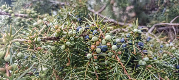 Juniperus Communis Gyógynövény Örökzöld Közös Juniper Borostyán Bogyókkal Különböző Érlelési — Stock Fotó