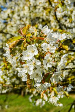 Botanik bahçesindeki kiraz çiçekli dalda oturan güvercin mavi gökyüzüne karşı kiraz çiçekleri.