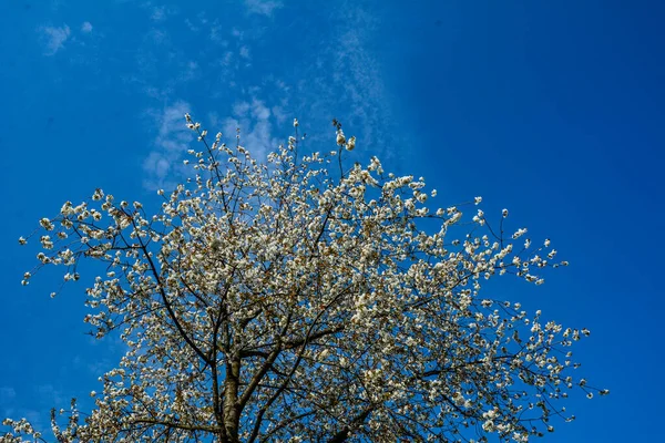 Голубь Сидит Ветке Цветами Вишни Цветущего Дерева Ботаническом Саду — стоковое фото
