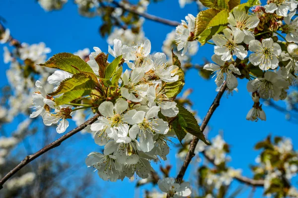 Galamb Ágon Virágok Cseresznyevirág Botanikus Kertben Cseresznyevirágok Ellen Kék — Stock Fotó