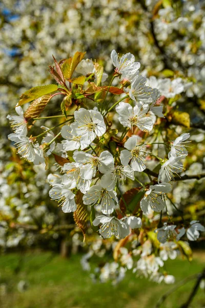 Pigeon Sitting Branch Flowers Cherry Blossom Tree Botanical Garden Cherry — Stock Fotó