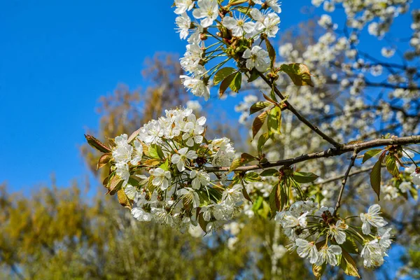 Pigeon Sitting Branch Flowers Cherry Blossom Tree Botanical Garden Cherry — Photo