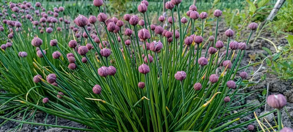 Bahçede Mor Tomurcuklu Yemyeşil Soğanlar Yabani Chives Çiçeği Çiçekli Soğan — Stok fotoğraf