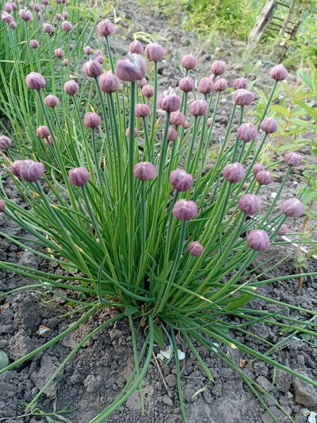 Chives Floridas Exuberantes Com Botões Roxos Jardim Flor Cebolinha Selvagem — Fotografia de Stock