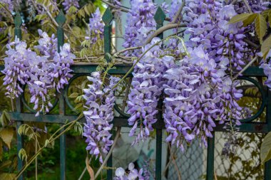 Çiçek açan menekşe salkım salkımı Sinensis. Asılan yarışlarda kokulu, klasik mor çiçekli güzel bir ağaç. Mavi Çin Glisinyası, Fabaceae familyasından bir bitki türü..
