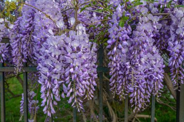 Çiçek açan menekşe salkım salkımı Sinensis. Asılan yarışlarda kokulu, klasik mor çiçekli güzel bir ağaç. Mavi Çin Glisinyası, Fabaceae familyasından bir bitki türü..