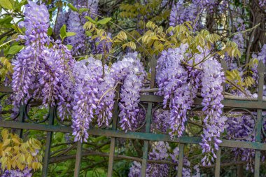 Çiçek açan menekşe salkım salkımı Sinensis. Asılan yarışlarda kokulu, klasik mor çiçekli güzel bir ağaç. Mavi Çin Glisinyası, Fabaceae familyasından bir bitki türü..