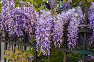 Çiçek açan menekşe salkım salkımı Sinensis. Asılan yarışlarda kokulu, klasik mor çiçekli güzel bir ağaç. Mavi Çin Glisinyası, Fabaceae familyasından bir bitki türü..