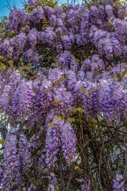 Çiçek açan menekşe salkım salkımı Sinensis. Asılan yarışlarda kokulu, klasik mor çiçekli güzel bir ağaç. Mavi Çin Glisinyası, Fabaceae familyasından bir bitki türü..