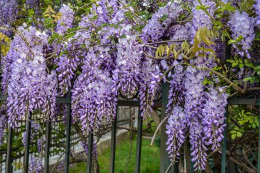 Çiçek açan menekşe salkım salkımı Sinensis. Asılan yarışlarda kokulu, klasik mor çiçekli güzel bir ağaç. Mavi Çin Glisinyası, Fabaceae familyasından bir bitki türü..