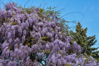 Çiçek açan menekşe salkım salkımı Sinensis. Asılan yarışlarda kokulu, klasik mor çiçekli güzel bir ağaç. Mavi Çin Glisinyası, Fabaceae familyasından bir bitki türü..