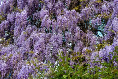 Çiçek açan menekşe salkım salkımı Sinensis. Asılan yarışlarda kokulu, klasik mor çiçekli güzel bir ağaç. Mavi Çin Glisinyası, Fabaceae familyasından bir bitki türü..