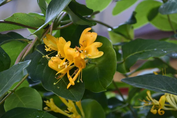Beyaz sarı Lonicera japonica Caprifolium hanımeli çiçekleri. Pankart. Çiçek açan hanımeli bitkisi. Altın ve gümüş hanımeli çiçekleri. Japon hanımeli yer altı çiçekleri