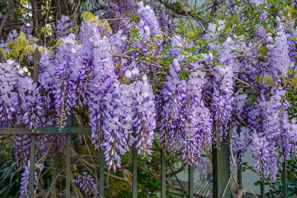 Çiçek açan menekşe salkım salkımı Sinensis. Asılan yarışlarda kokulu, klasik mor çiçekli güzel bir ağaç. Mavi Çin Glisinyası, Fabaceae familyasından bir bitki türü..