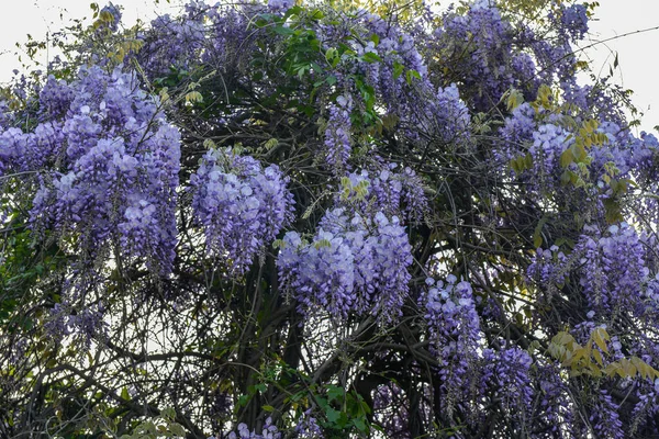 Glicine Viola Glicine Sinensis Bellissimo Albero Prolifico Con Fiori Viola — Foto Stock