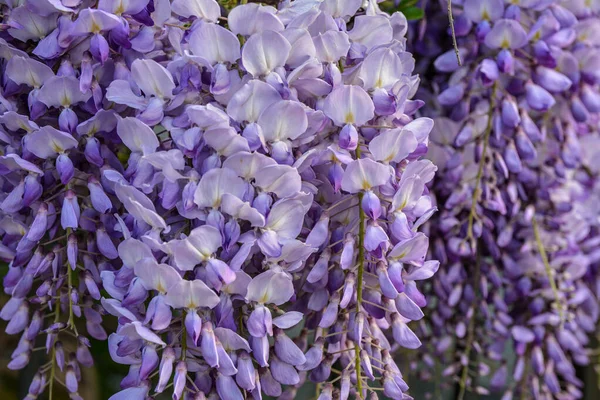 Çiçek açan menekşe salkım salkımı Sinensis. Asılan yarışlarda kokulu, klasik mor çiçekli güzel bir ağaç. Mavi Çin Glisinyası, Fabaceae familyasından bir bitki türü..