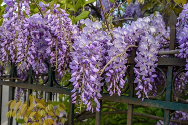 Çiçek açan menekşe salkım salkımı Sinensis. Asılan yarışlarda kokulu, klasik mor çiçekli güzel bir ağaç. Mavi Çin Glisinyası, Fabaceae familyasından bir bitki türü..